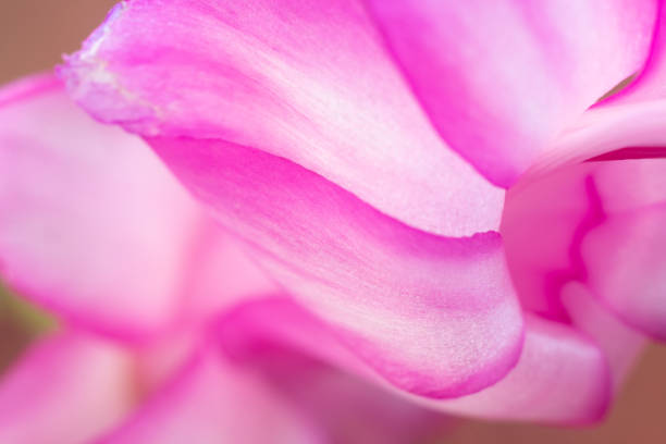 istock Pink Christmas Cactus Flower Closeup 1304779875