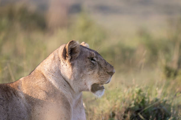 istock Profile of a lioness 1304781788