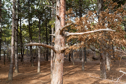 A dried tree in a pine forest.