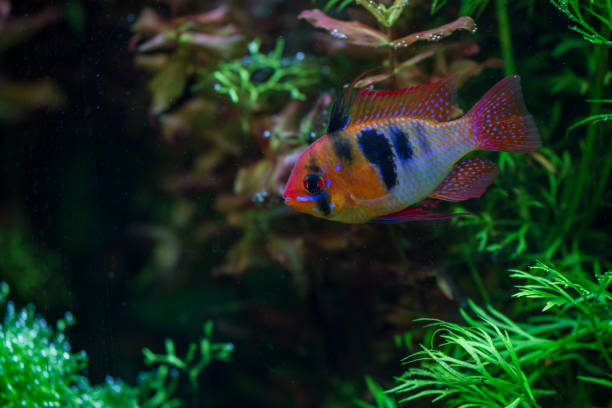 istock Blue ram, Mikrogeophagus ramirezi 1304782104