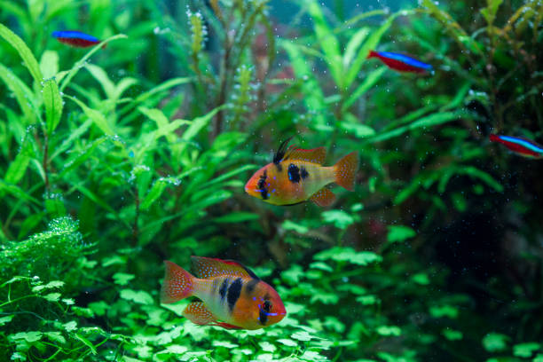istock Blue ram, Mikrogeophagus ramirezi 1304782167