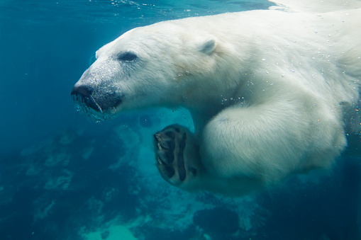 polar bear (Ursus maritimus) swiming