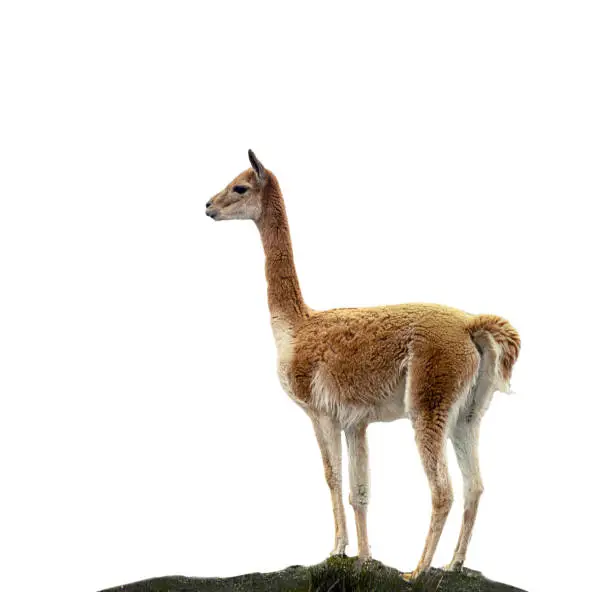 VicuÃ±a isolated on white background, concept of wild animals of the Andes of South America.