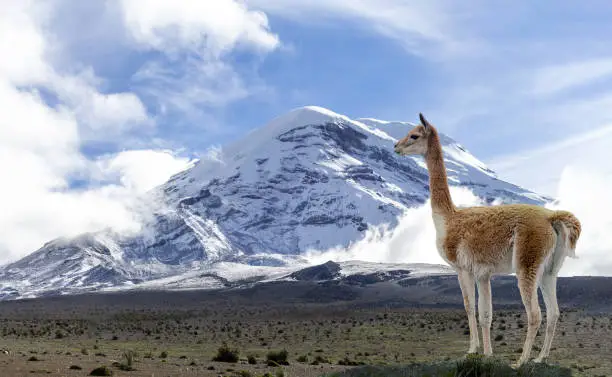 Lone vicuÃ±a standing at the foot of the Chimborazo volcano in Ecuador. Travel in South America
