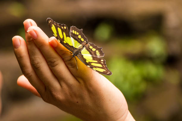 istock butterfly on woman hand 1304783368