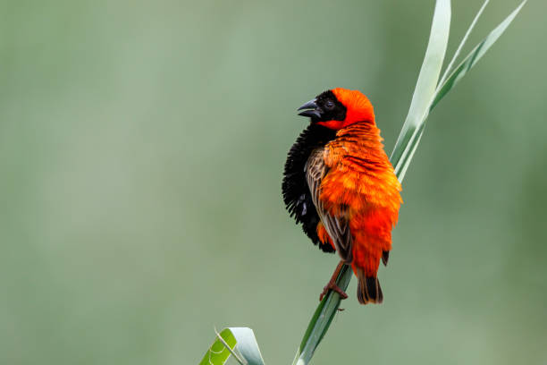 istock Southern red bishop or red bishop sitting on a reed stalk 1304783374