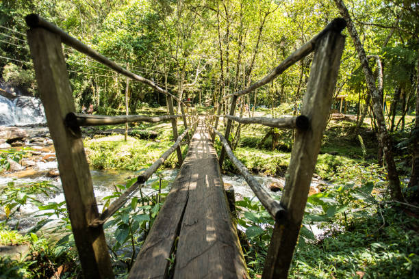 istock Viscount maua - Nature Photos 1304783436