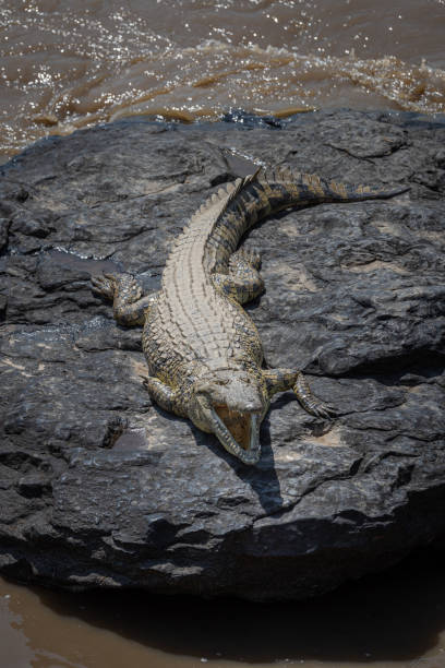 Crocodile opening its mouth