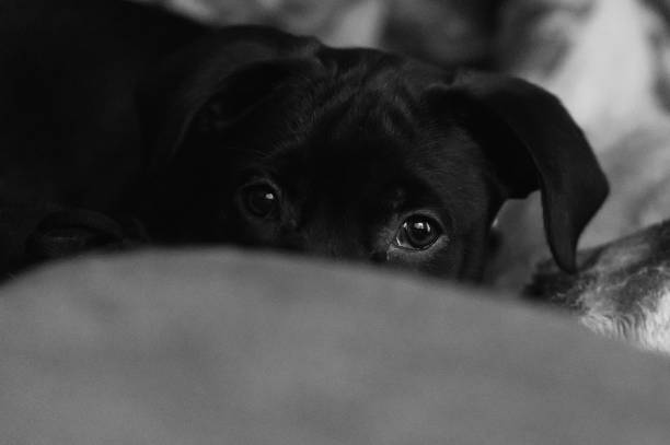 istock Puppy Portrait 1304783737