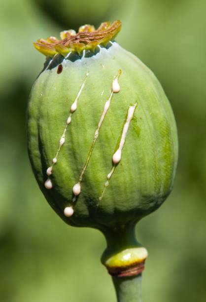 dettaglio del papavero papavero d'oppio somniferum - plant poppy oriental poppy green foto e immagini stock