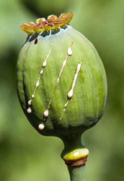 деталь опийного мака papaver somniferum - poppy capsule стоковые фото и изображения