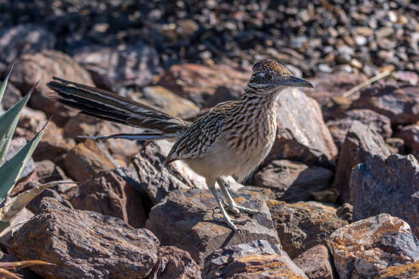 istock Juvenile Greater Roadrunner in Arizona 1304784994