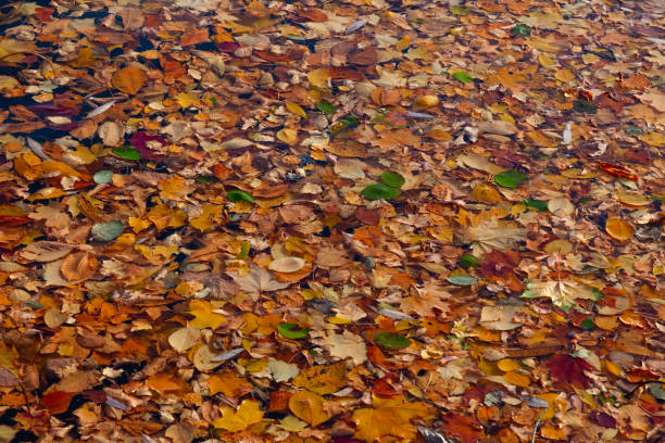 istock Fallen autumn leaves float in the water completely covering it 1304786334