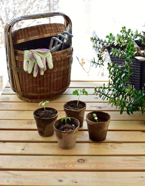 istock Spring vegetable seedlings for planting in sunny greenhouse 1304787041