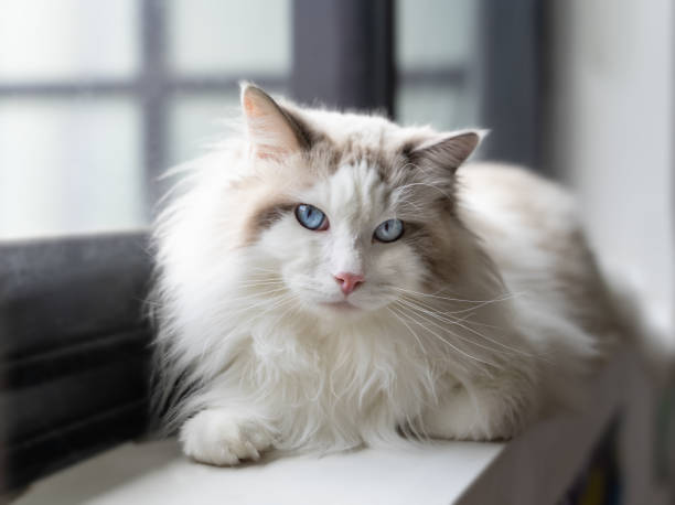 gatto ragdoll seduto su una finestra - gatto di razza foto e immagini stock