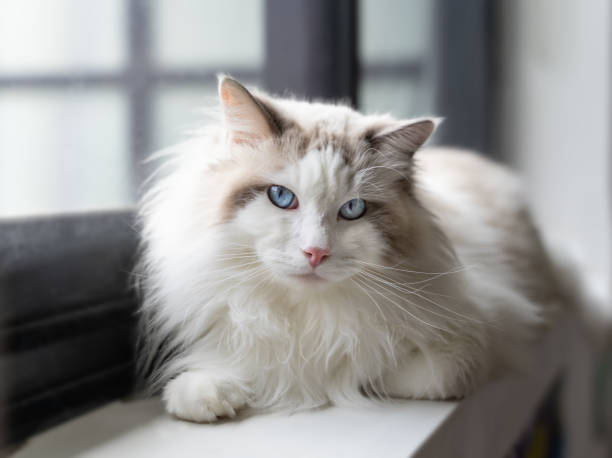 แมว ragdoll นั่งอยู่บนหน้าต่าง - purebred cat ภาพสต็อก ภาพถ่ายและรูปภาพปลอดค่าลิขสิทธิ์