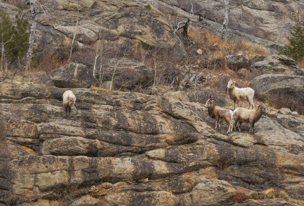 rebanho de ovelhas bighorn no parque nacional rocky mountain fora de estes park, colorado eua - rocky mountain sheep - fotografias e filmes do acervo