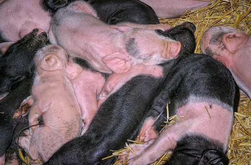 A Pile of Piglets snuggled together next to the Sow