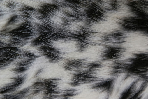 Leopard fur texture. Close up of real leopard skin. Textured background.