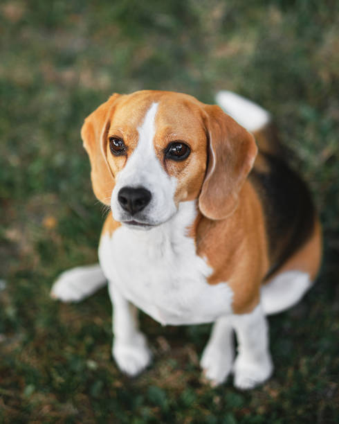 istock Beautiful female beagle, sitting on the grass. 1304789429