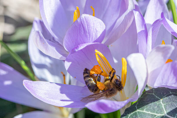 istock bee searching for pollen in a crocus plant 1304790092