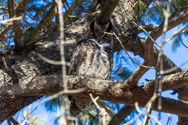 grande coruja com chifres sentado na coroa de um pinheiro branco - great white owl - fotografias e filmes do acervo