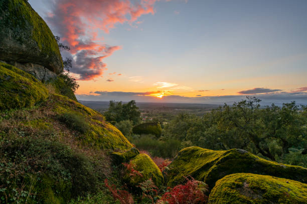 istock Boulders covered with moss on a green forest tree nature landscape at sunset 1304791363