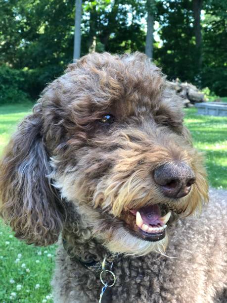 istock Brown Poodle Dog Portrait Smiling in Backyard 1304791543