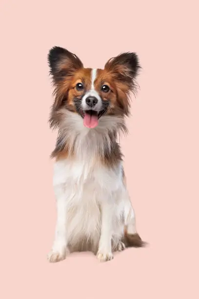 papillon or Butterfly Dog in front of a soft pink background