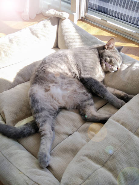 istock Cute fluffy chubby cat lying on cat bed in the sun sleeping 1304792554