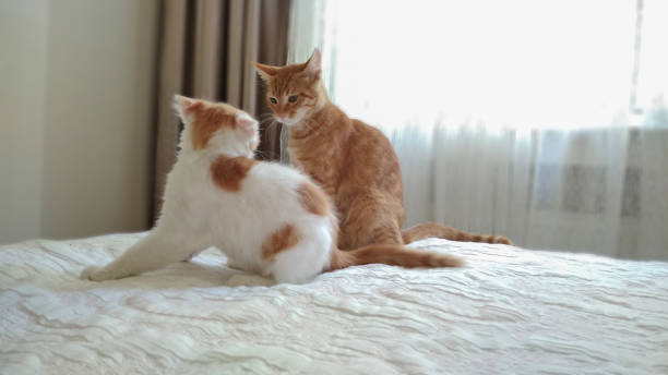 dos gatitos de mascotas están a punto de luchar en la cama - cat fight fotografías e imágenes de stock