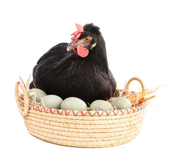 Black hen in a wicker basket with eggs on a white background