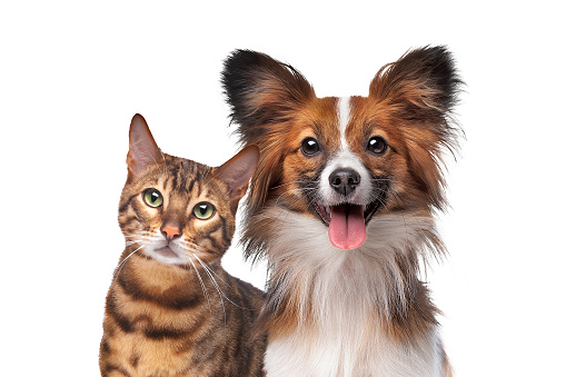 portrait of a dog and a cat looking at the camera in front of a white background