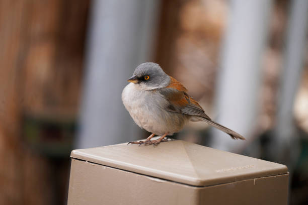 junco o żółtych oczach pozowanie - yellow eyes zdjęcia i obrazy z banku zdjęć