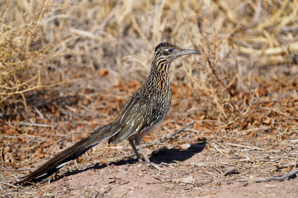 istock Roadrunner in the Arizona desert 1304796288