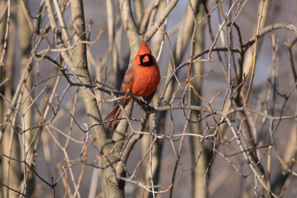 istock Male Cardinal on a Branch. 1304797069