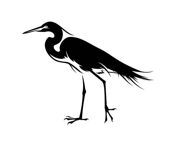 illustrazioni stock, clip art, cartoni animati e icone di tendenza di icona vettoriale taglio uccello airone nero - egret