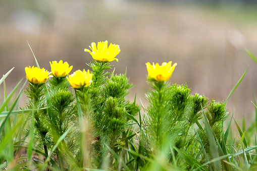 Close up of small yellow wild flower blooming in green spring field.