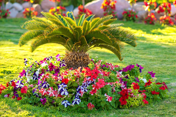 Small green palm tree surrounded with bright blooming flowers growing on grass covered lawn in tropic hotel yard.