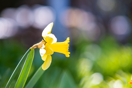 Yellow tender narcissus flower blooming in spring garden.