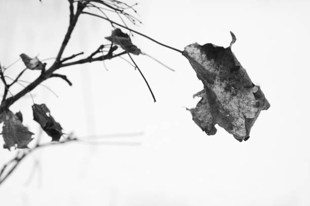snow covered dry dead tree branches close-up in cold winter weather, black and white background