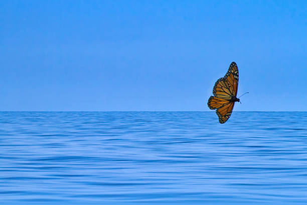istock Bright colorful monarch against a blue background. 1304799983