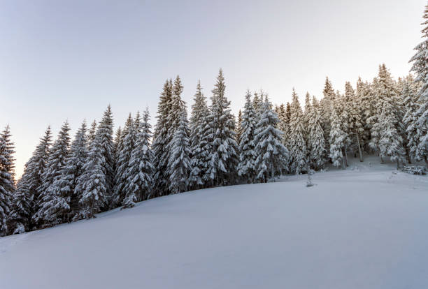 istock Pine trees in mountains in winter sunny day. 1304800093