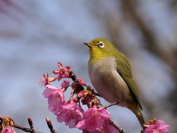 istock cherry blossoms and Japanese white-eye 1304803209
