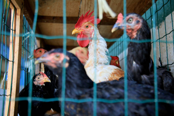 istock live animal trade in fair 1304803242