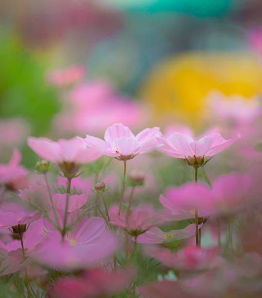 Beautiful Colorful Cosmos Flowers; background or texture