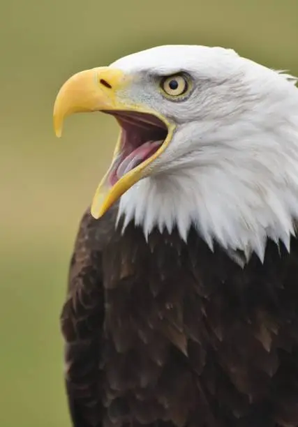 Photo of Bald Eagle Screaming