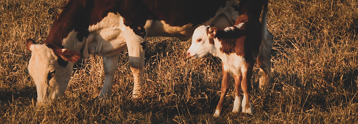 Large banner photo of a hereford cow with her cute and adorable newborn heifer in the meadow.