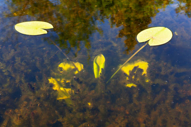 Underwater plants with water lily . Looking through transparent swamp water