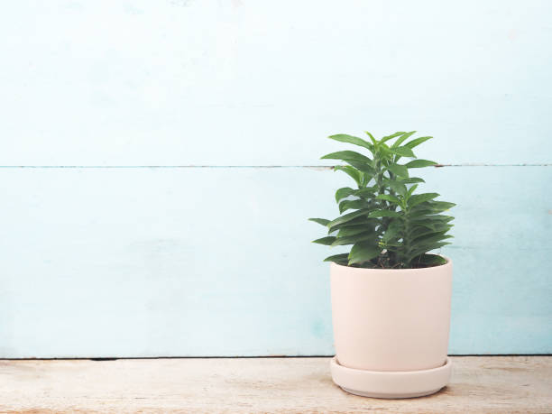 istock The little tree in a white pot on rustic wooden with the blue wall as a background. For decoration on the office desk and home, with copy space for your text. 1304814927